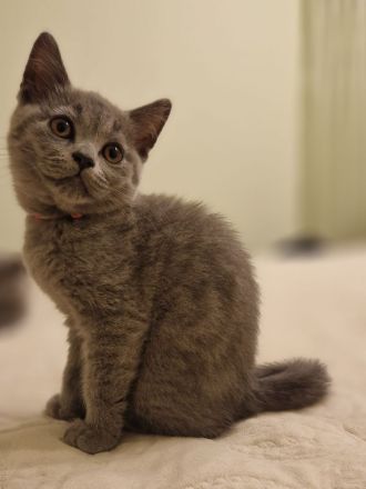 BKH-Kitten reserviert