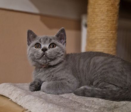 BKH-Kitten reserviert