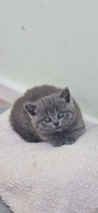 BKH-Kitten reserviert