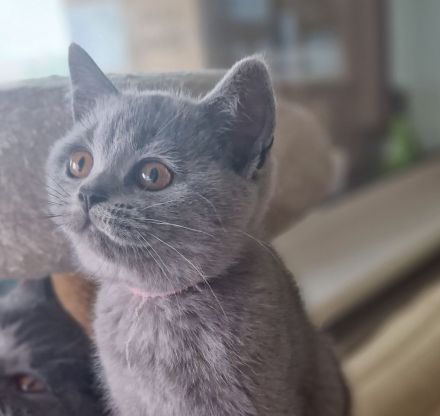 BKH-Kitten reserviert