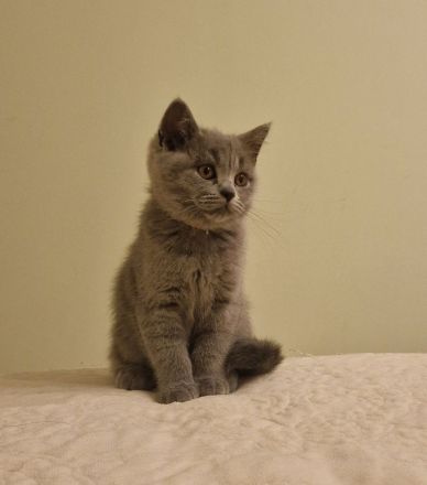 BKH-Kitten reserviert