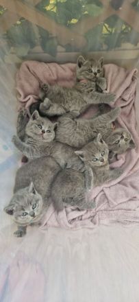 BKH-Kitten reserviert