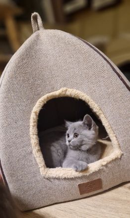 BKH-Kitten reserviert