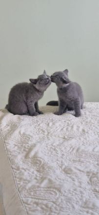 BKH-Kitten reserviert