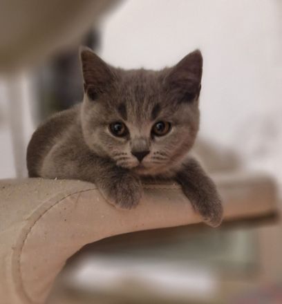 BKH-Kitten reserviert