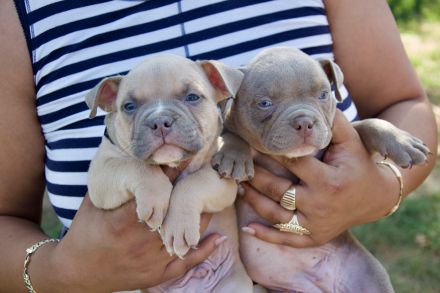 Exklusive American Bully Pocket Welpen Red Sevens Bullys Qualität auf höchstem Niveau!