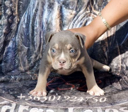 Exklusive American Bully Pocket Welpen Red Sevens Bullys Qualität auf höchstem Niveau!