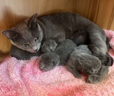 Reinrassige Russisch Blaue Kitten - ein Mädchen ist noch frei