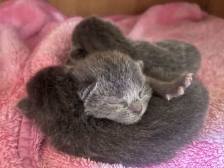 Reinrassige Russisch Blaue Kitten - ein Mädchen ist noch frei