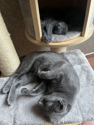 Reinrassige Russisch Blaue Kitten - ein Mädchen ist noch frei