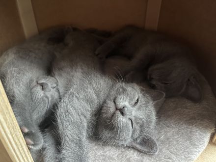 Reinrassige Russisch Blaue Kitten - ein Mädchen ist noch frei