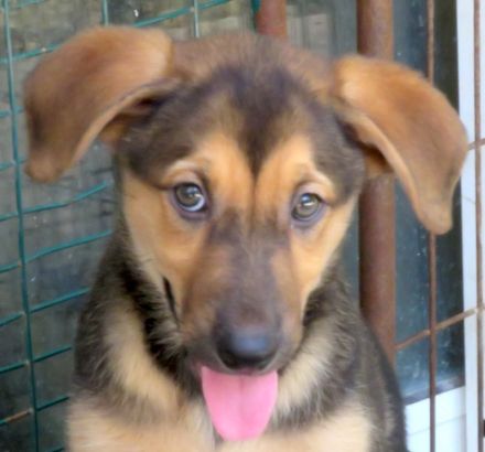 Vica, Vanny, Vania und Vaska, weibliche Schäferhund-Mischlinge