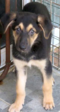 Vica, Vanny, Vania und Vaska, weibliche Schäferhund-Mischlinge