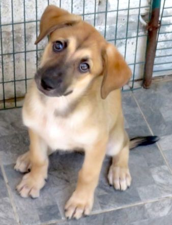 Vica, Vanny, Vania und Vaska, weibliche Schäferhund-Mischlinge