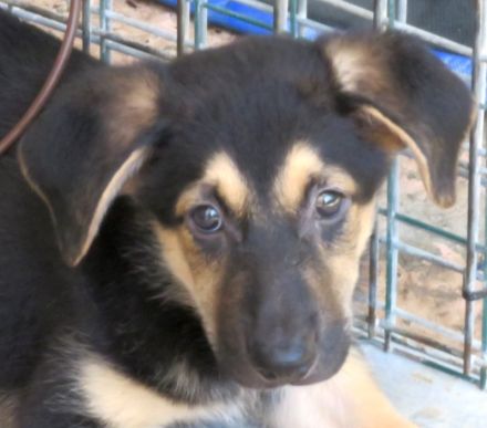 Vica, Vanny, Vania und Vaska, weibliche Schäferhund-Mischlinge