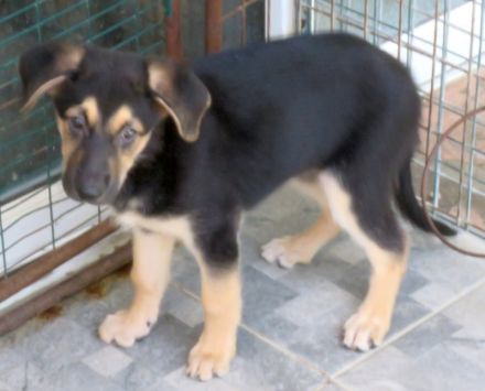 Vica, Vanny, Vania und Vaska, weibliche Schäferhund-Mischlinge