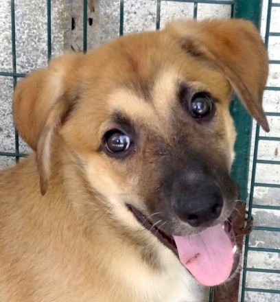 Vica, Vanny, Vania und Vaska, weibliche Schäferhund-Mischlinge
