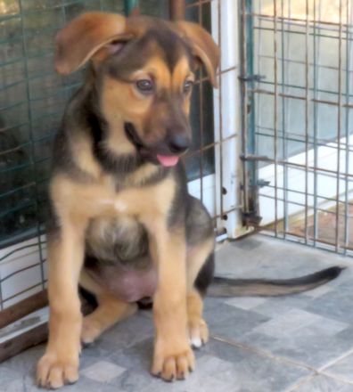 Vica, Vanny, Vania und Vaska, weibliche Schäferhund-Mischlinge