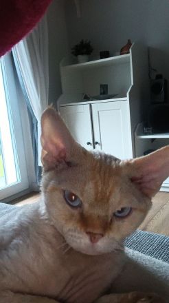 Deckkater Devon Rex