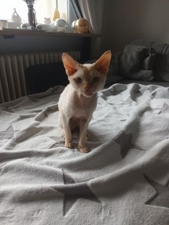 Deckkater Devon Rex