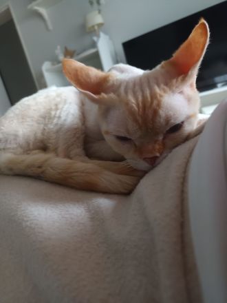 Deckkater Devon Rex