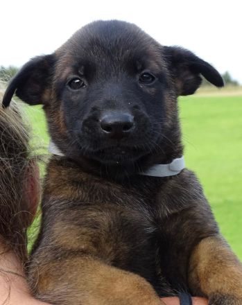 X-Herder Welpen abzugeben 🐾