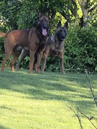 X-Herder Welpen abzugeben 🐾