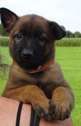X-Herder Welpen abzugeben 🐾