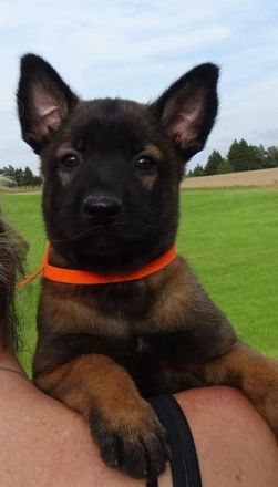 X-Herder Welpen abzugeben 🐾
