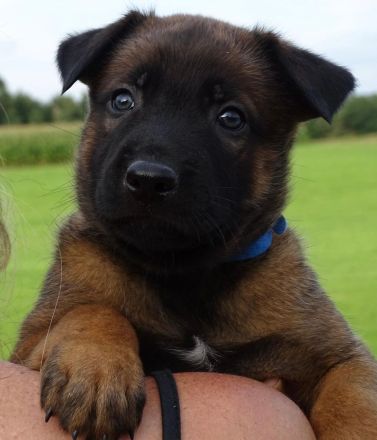 X-Herder Welpen abzugeben 🐾
