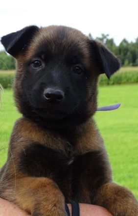 X-Herder Welpen abzugeben 🐾