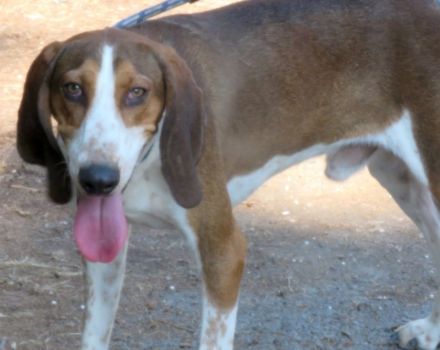 Henry 9, männlicher Pointer-Mix