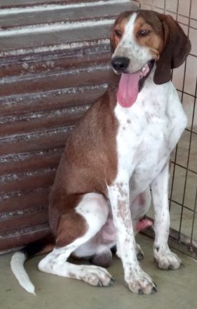 Henry 9, männlicher Pointer-Mix