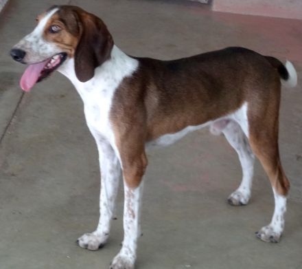 Henry 9, männlicher Pointer-Mix