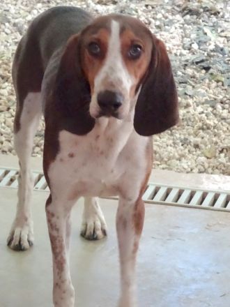 Henry 9, männlicher Pointer-Mix