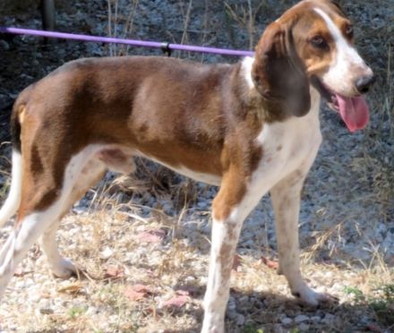 Henry 9, männlicher Pointer-Mix
