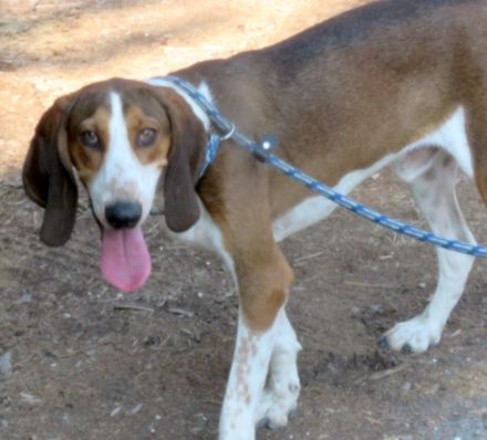 Henry 9, männlicher Pointer-Mix
