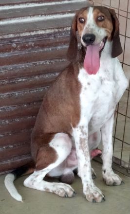 Henry 9, männlicher Pointer-Mix
