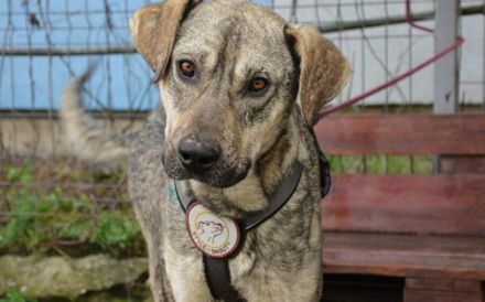 Wer öffnet sein Herz für Igor?