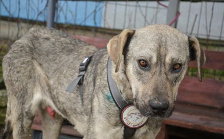 Wer öffnet sein Herz für Igor?