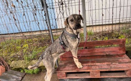 Wer öffnet sein Herz für Igor?