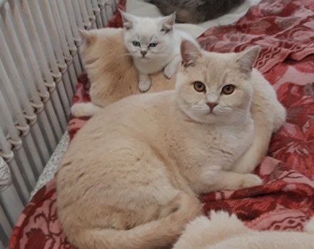 Britisch Kurzhaar Kitten