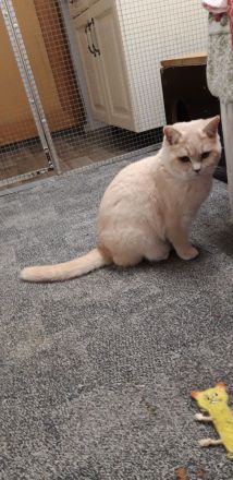 Britisch Kurzhaar Kitten