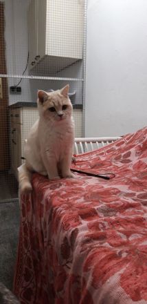 Britisch Kurzhaar Kitten