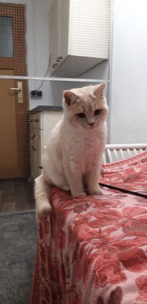 Britisch Kurzhaar Kitten