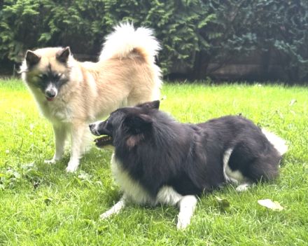 Großspitz Hündinnen Welpen Munja und Meggy ab sofort auszugsbereit