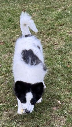 Großspitz Junghündin Munja sofort auszugsbereit