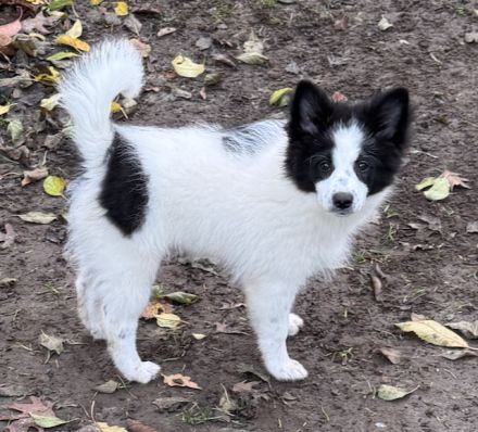 Großspitz Junghündin Munja sofort auszugsbereit