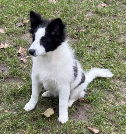 Großspitz Junghündin Munja sofort auszugsbereit