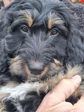 Wurfplanung Herbst 26 - Bernedoodle